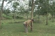 Tây Trạch phục hồi diện tích cao su bị gãy đổ 